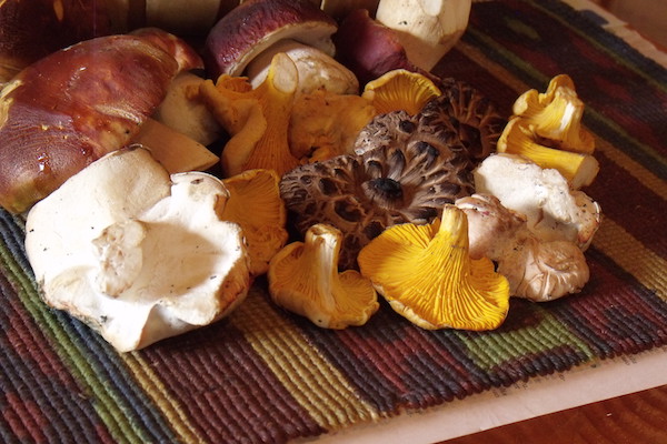 collecting-wild-mushrooms